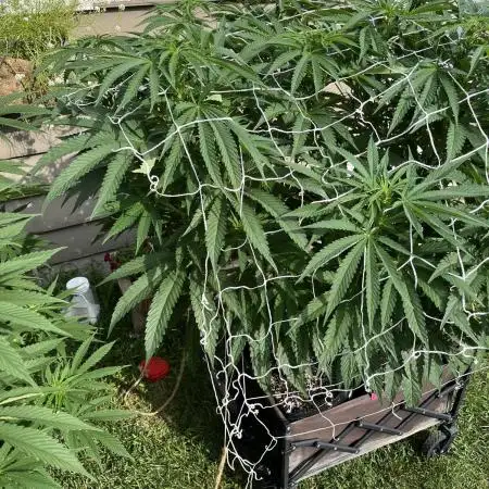25 Lemon Cream Kush