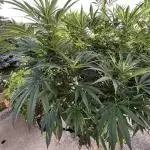 25 Lemon Cream Kush