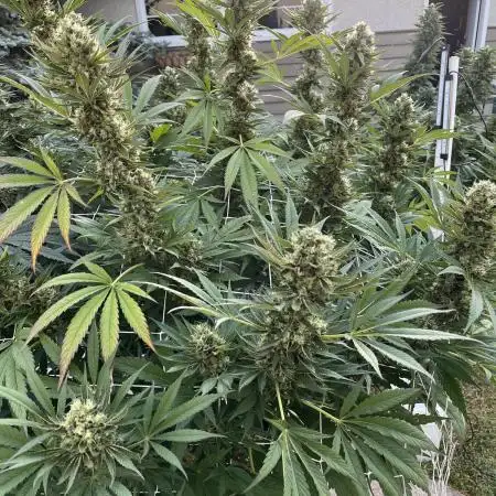 25 Tropicana Cookies Fast