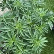 26 Gorilla Cookies Fast