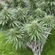 26 Gorilla Cookies Fast