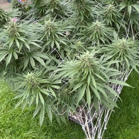 26 Gorilla Cookies Fast