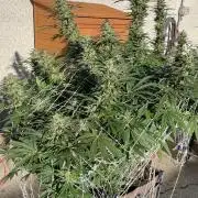 26 Purple Ghost Candy