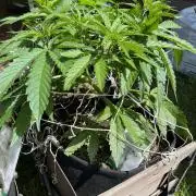 26 Gorilla Cookies Fast