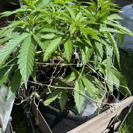 26 Gorilla Cookies Fast