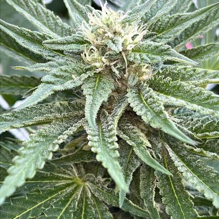 26 Amnesia Haze Fast