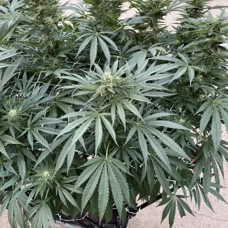 25 Lemon Cream Kush