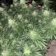 26 Gorilla Cookies Fast