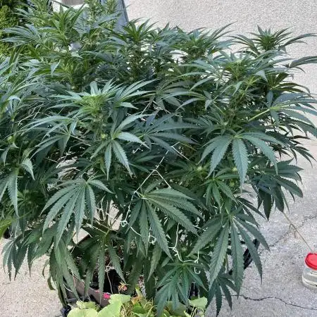 25 Lemon Cream Kush