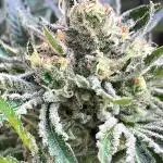 25 Lemon Cream Kush