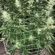 26 Amnesia Haze Fast