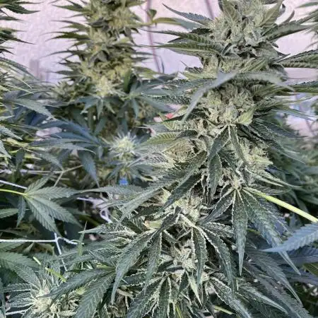 25 Lemon Cream Kush
