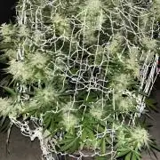 26 Amnesia Haze Fast