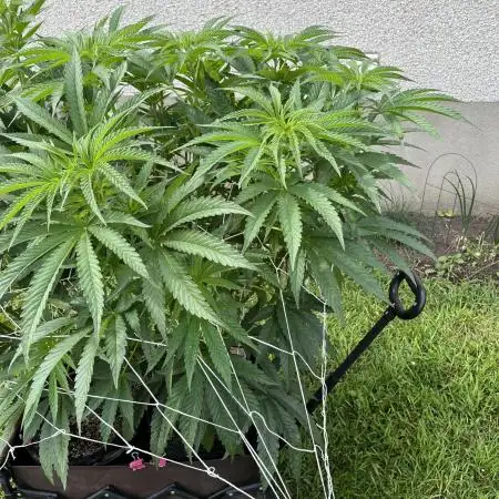 25 Lemon Cream Kush