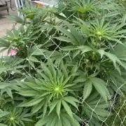 26 Amnesia Haze Fast