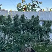 26 Gorilla Cookies Fast
