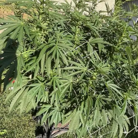 25 Lemon Cream Kush