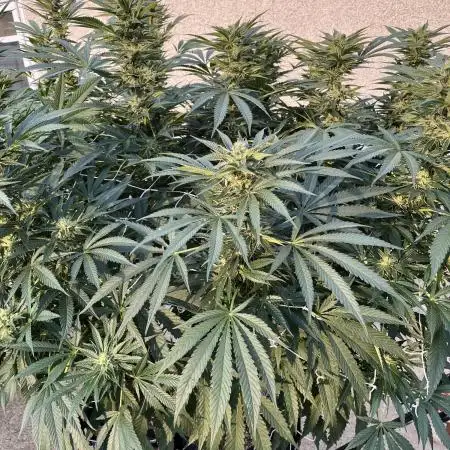 25 Lemon Cream Kush