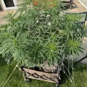 26 Purple Ghost Candy