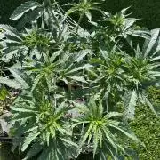 26 Gorilla Cookies Fast