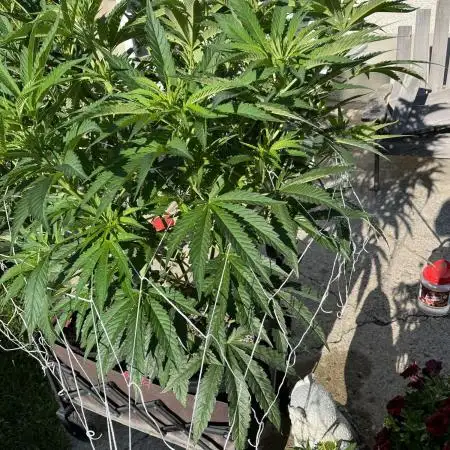 25 Lemon Cream Kush