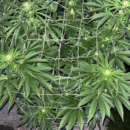 26 Amnesia Haze Fast
