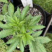 26 Amnesia Haze Fast