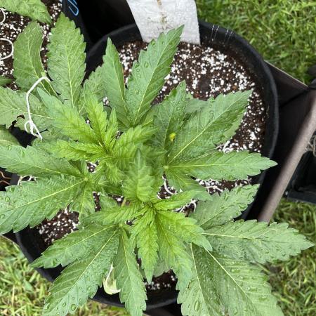 26 Amnesia Haze Fast