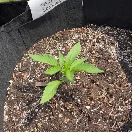 25 Tropicanna Cookies Fast