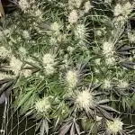 25 Tropicana Cookies Fast
