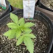 26 Amnesia Haze Fast