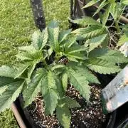 26 Amnesia Haze Fast