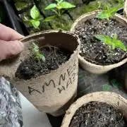 Amnesia Haze Fast ?