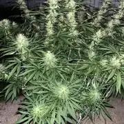 26 Purple Ghost Candy
