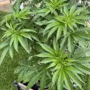 26 Amnesia Haze Fast