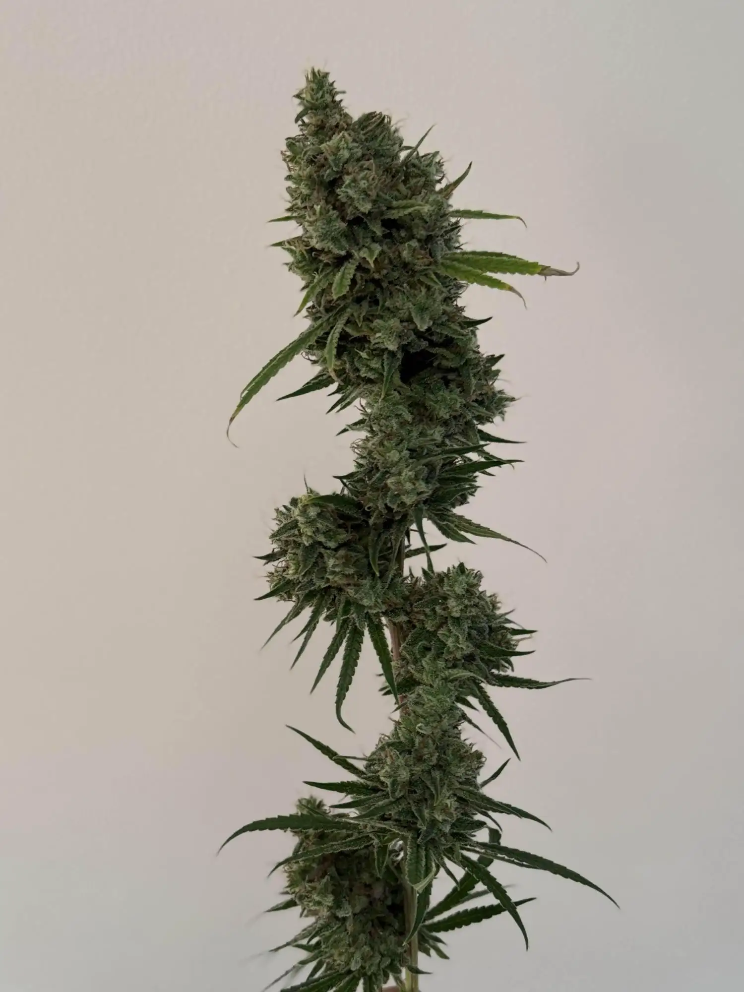 Super Lemon Haze RBX3 by Ethos grow journal by Mqxle - G