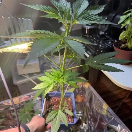 Diablo's Delight XL Auto by Sweet Seeds