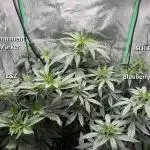Blueberry Muffin by Humboldt Seed Company