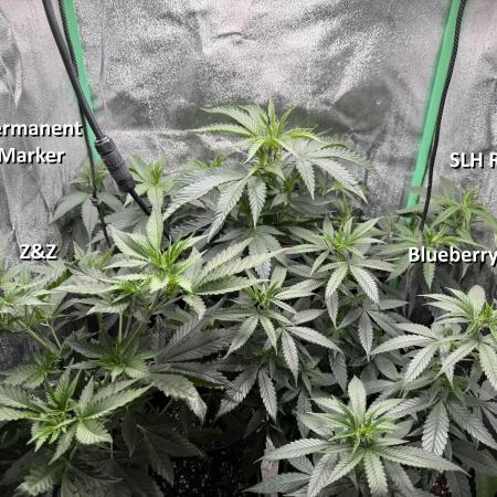Super Lemon Haze RBX3 by Ethos (My Cut)