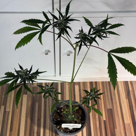 Strawberry Chemdawg OG by Super Sativa Seed Club