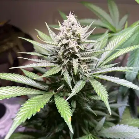 Diablo's Delight XL Auto by Sweet Seeds