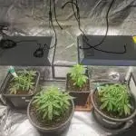 Autoflower Growlog 1.0 except for nepali