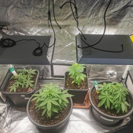 Autoflower Growlog 1.0 except for nepali