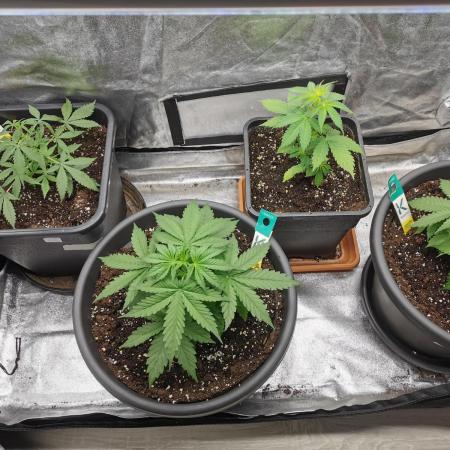 Autoflower Growlog 1.0 except for nepali