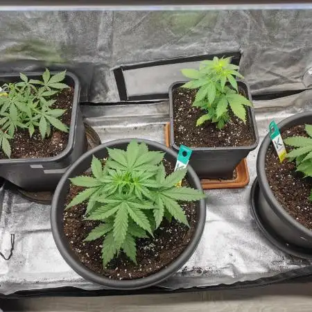 Autoflower Growlog 1.0 except for nepali