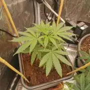 Cannapot grow #2