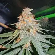 Lemon Treeee 🍋 - Barney's Farm