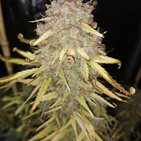 Autoflower Growlog 1.0 except for nepali