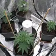 Cannapot grow #3