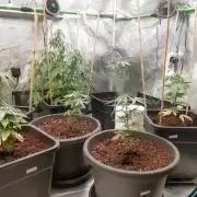 Cannapot grow #2